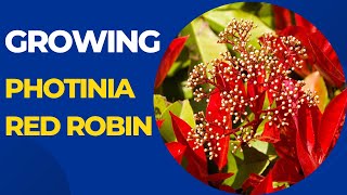 Growing Photinia Red Robin Tips for a Colorful Garden [upl. by Siusan724]