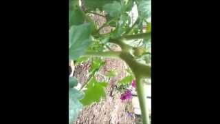 Azomite Difference for Tomato Plant Growth [upl. by Selrac]