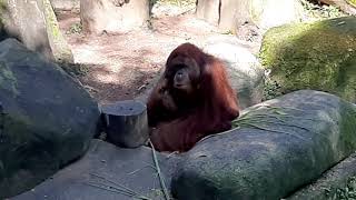 Bornean Orangutan  Singapore Zoo [upl. by Murvyn]