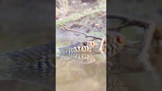 You Wont Believe Its Size 🐍😱  Wildlife Encounter [upl. by Notsgnik]