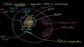 Organelos en células eucariotas  Khan Academy en Español [upl. by Lebar]