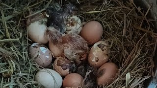 Hoabachthuy đang phát trực tiếpIncubate longtailed chickens hatch at home and enjoy [upl. by Olsen]