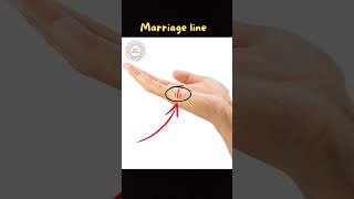 Marriage Lines on Palm Explained  facts palmistry ytshorts [upl. by Ydasahc]