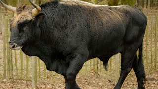 Eurasian Aurochs Sound Effects [upl. by Lehcear]