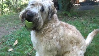 Wheaten Terrier Pup  Colour Me Happy [upl. by Enida929]