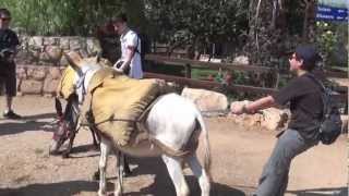 Donkey Riding at Kfar Kedem Boys 2012 [upl. by Atiuqihc696]