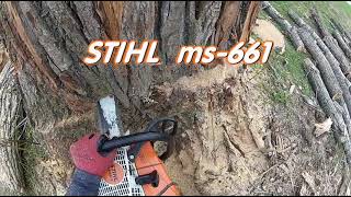 ABATTAGE darbre Peuplier Tree Felling 🌳 ARBORIST  Élagueur Québec qc foryou chainsaw CLIMBING [upl. by Ardnaet931]