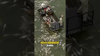 Electrofishing carp fish [upl. by Ahseer266]