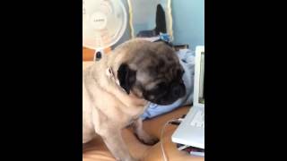 Pug Reverse Sneeze [upl. by Tilagram]