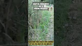 Using Sheep to Control Invasive Phragmites They are making a difference michiganhomestead [upl. by Ardnusal]