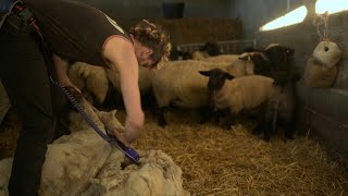 In northern Spain punk shearers shave sheep to music  AFP [upl. by Vine]