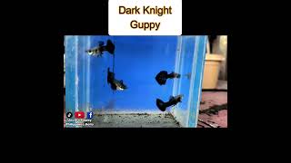 Dark Knight Guppy guppy guppybreeder guppybreeding guppyfish [upl. by Netti]