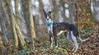 How to Train Your Whippet to Run With You [upl. by Leumas]