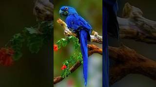 🐦🐦🐦Hyacinth Macaw Bird youtube video [upl. by Merrill]