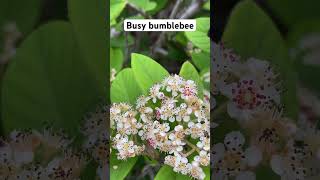 Busy bumblebee pollinating with silly song [upl. by Derte]