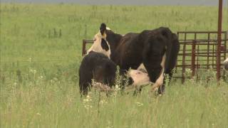 Kansas Cattle Ranch Americas Heartland [upl. by Stanton]