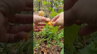 Cape Gooseberry Ground Cherry asmr [upl. by Torhert]