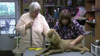 Standard Poodle Grooming Tips  Short Cut  Ankle Ruffs [upl. by Ynohtnad653]