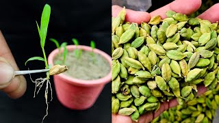 How grow to cardamom plant at home from cardamom  100 successful way [upl. by Ecnal721]