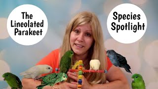 Lineolated Parakeet as Pets Species Spotlight [upl. by Brenna919]