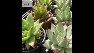 Echeveria Agavoides Ebony vs Lipstick [upl. by Mccullough]