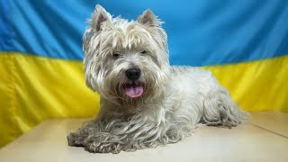 Grooming a West Highland White Terrier  Unbelievable Transformation [upl. by Orodisi]