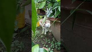 Kitten meowing to attract cats cat kittten shortsvideo [upl. by Niltac]