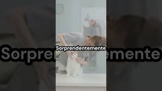 La sorprendente razón detrás de los maullidos de tu gato [upl. by Ayik]