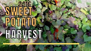 Sweet Potato Harvest from Small Pots  containergardening harvest potatoes sweetpotatoes [upl. by Ydnem]