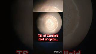 TS of the Coralloid root of cycas preparation of permanent slide gymnosperms laboratory [upl. by Arrej]