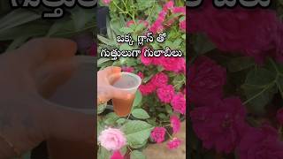 Best fertilizer for rose plant youtubeshorts shorts shortvideo garden [upl. by Mcdougall]