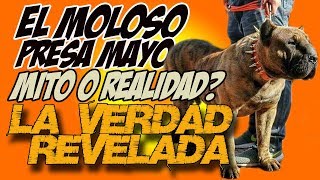 El Moloso Presa Mayo la historia Real [upl. by Mckeon]