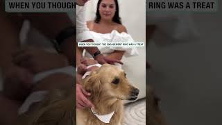 Dog almost swallows the engagement ring 🫣 🎥 ig baileythegoldenretriever [upl. by Cosma]