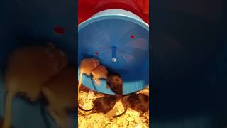 Baby Gerbils Training on Running Wheel [upl. by Willock]