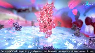 Prolactinemia  Dostinex  MoA  3D medical animation [upl. by Sonya]