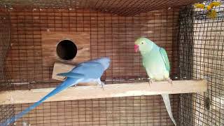 INDIAN RINGNECKS BREEDING SEASON SET UP [upl. by Niwrek]