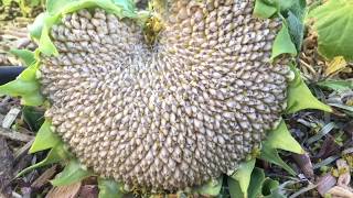 When and How to Harvest Sunflower Seed Heads [upl. by Cort]