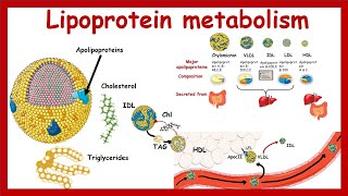 Lipoprotein metabolism and transport  Chylomicron VLDLIDL LDLHDL  Metabolism  Biochemistry [upl. by Haydon382]