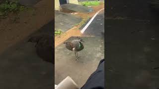 Deewana hai ye man  orignal video 📷lovebirds peacock 💕💕💕 [upl. by Adnaloj399]