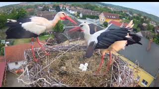 Ságvár HU NEST DEFENCE again  against a flock of storks 20240503 [upl. by Nallak585]