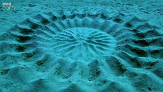 Pufferfish Love Explains Mysterious Underwater Circles [upl. by Kaule]