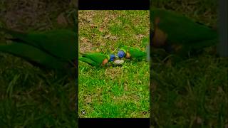 Happy Lorikeetsplaying❤️❤️😍😍 sydney garden nature birds birdsounds birdwatching animals [upl. by Htbazile16]