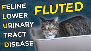 Feline Lower Urinary Tract Disease FLUTD  VetVid Episode 008 [upl. by Ramses]