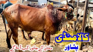 Kala Mandi Peshawar august 2024  Peshawar Cow Mandi updates [upl. by Rodablas424]