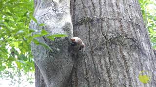 Colugo baby with mother [upl. by Johppa]