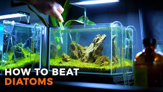 Aquarium Brown Algae  How to Beat Diatoms [upl. by Arden]