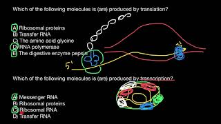 Transcription vs Translation [upl. by Dunn401]