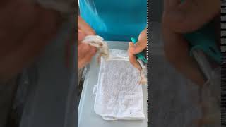 Toadfish  Frogmore Shrimp Cleaner  Demo [upl. by Mauldon]