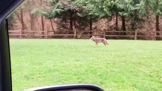 Coyote at Carkeek Park Seattle [upl. by Kaye]