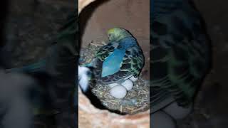 New Born Bubbies  Small Parrot 🦜  Buggies Child 🦜 🐦 🐦 🐦‍⬛ [upl. by Hagai]